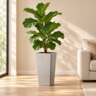 Világosszürke Loft kaspó lantlevelű fikusszal minimalista nappaliban