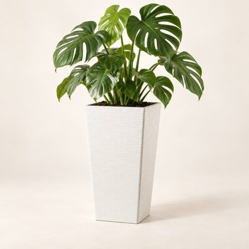 Fehér Loft kaspó monstera növénnyel