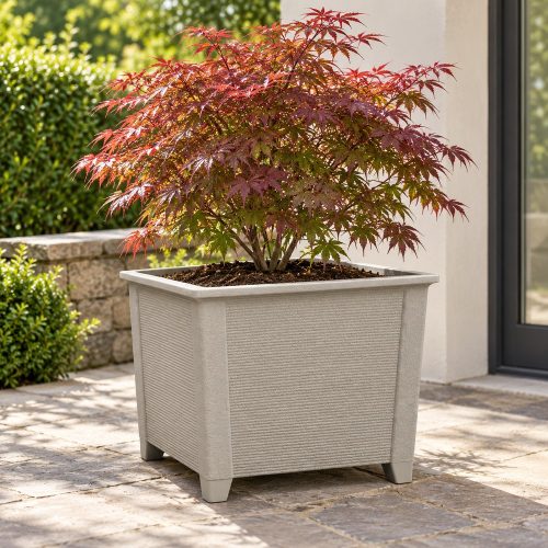 Base világosszürke kaspó japán juharral – 70 × 57 cm