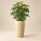 Bézs Pure kaspó sefflera növénnyel