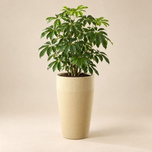 Bézs Pure kaspó sefflera növénnyel