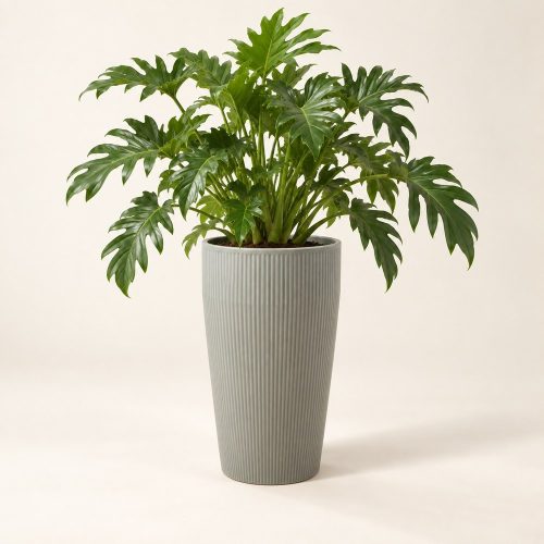 Világosszürke Pure kaspó philodendron növénnyel