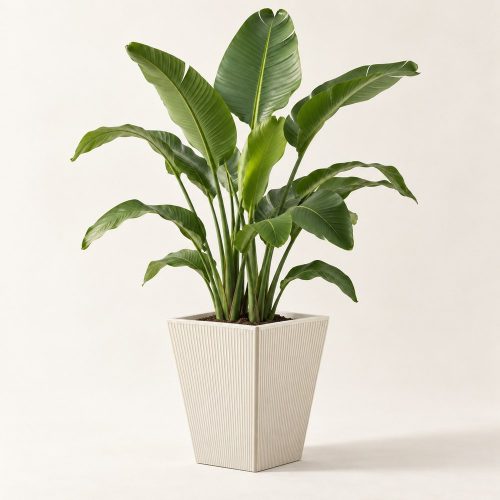 Fehér Frame kaspó Strelitzia nicolai növénnyel