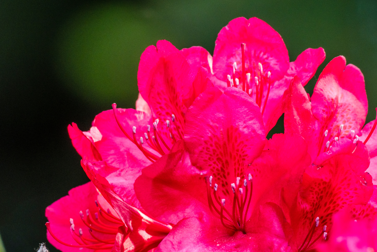 Rhododendron nova zembla kaspóban: így lesz egészséges és gazdagon virágzó