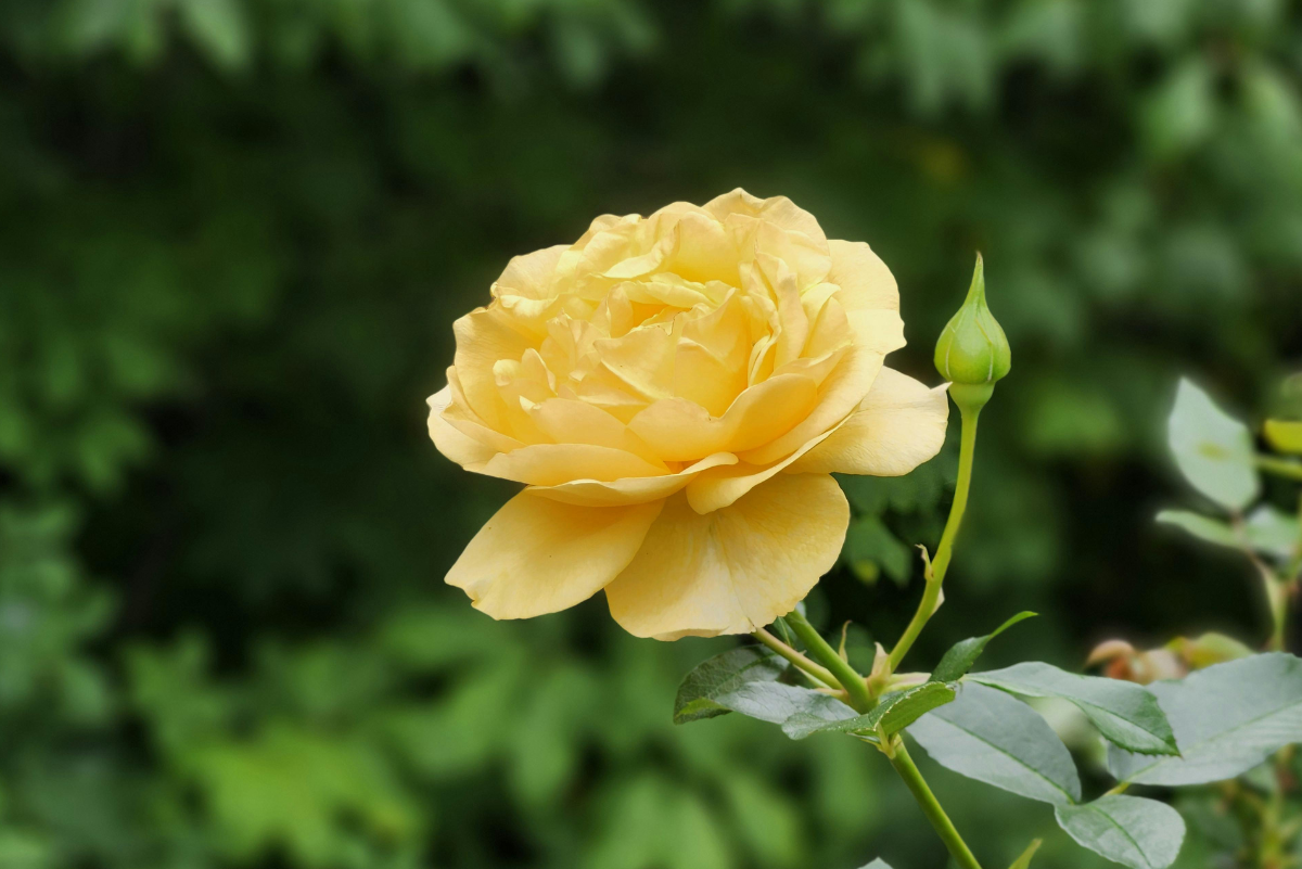 Rosa candlelight kaspós nevelése egyszerűen