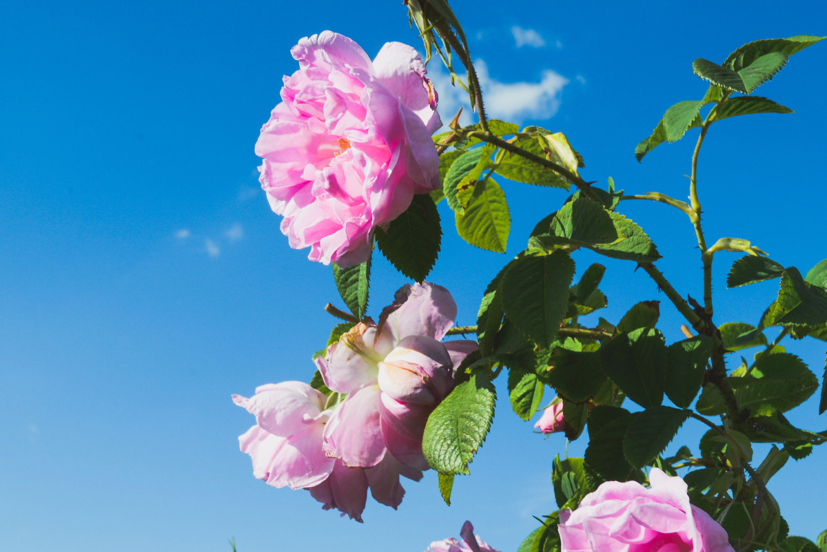 Így neveld sikeresen a rosa rosarium uetersen futó rózsát kaspóban