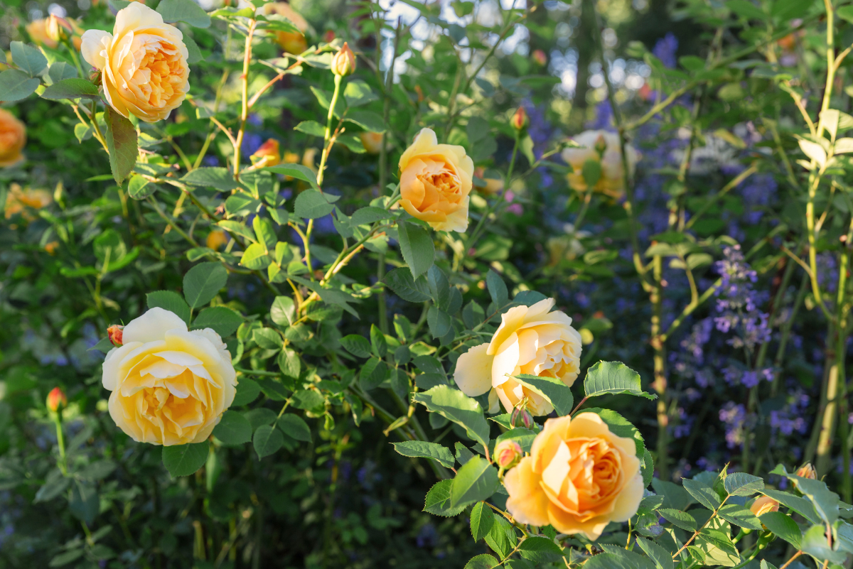 Rosa sunny sky kaspós nevelése egyszerűen