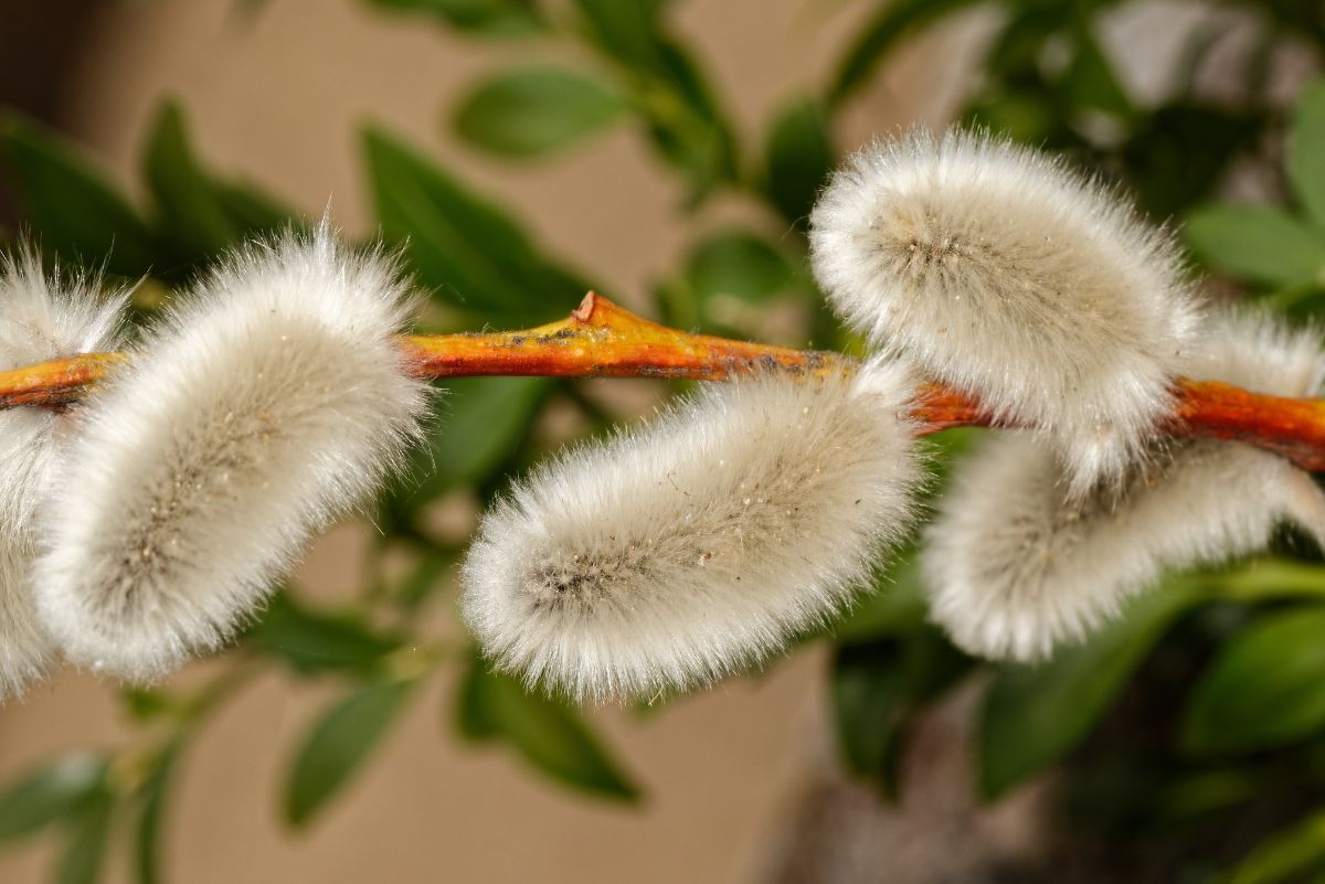 Salix x erdingeri a teraszon és kaspóban