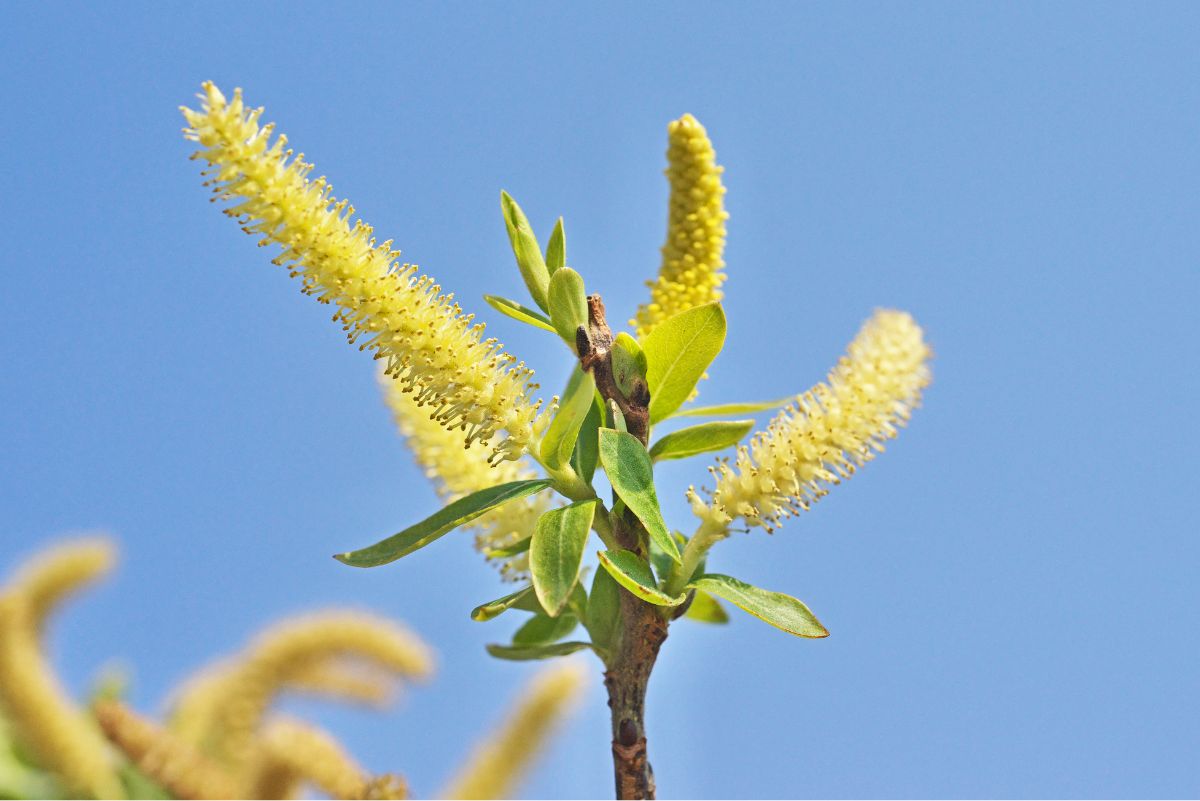 Salix kurilensis kaspóban: így marad szép és egészséges