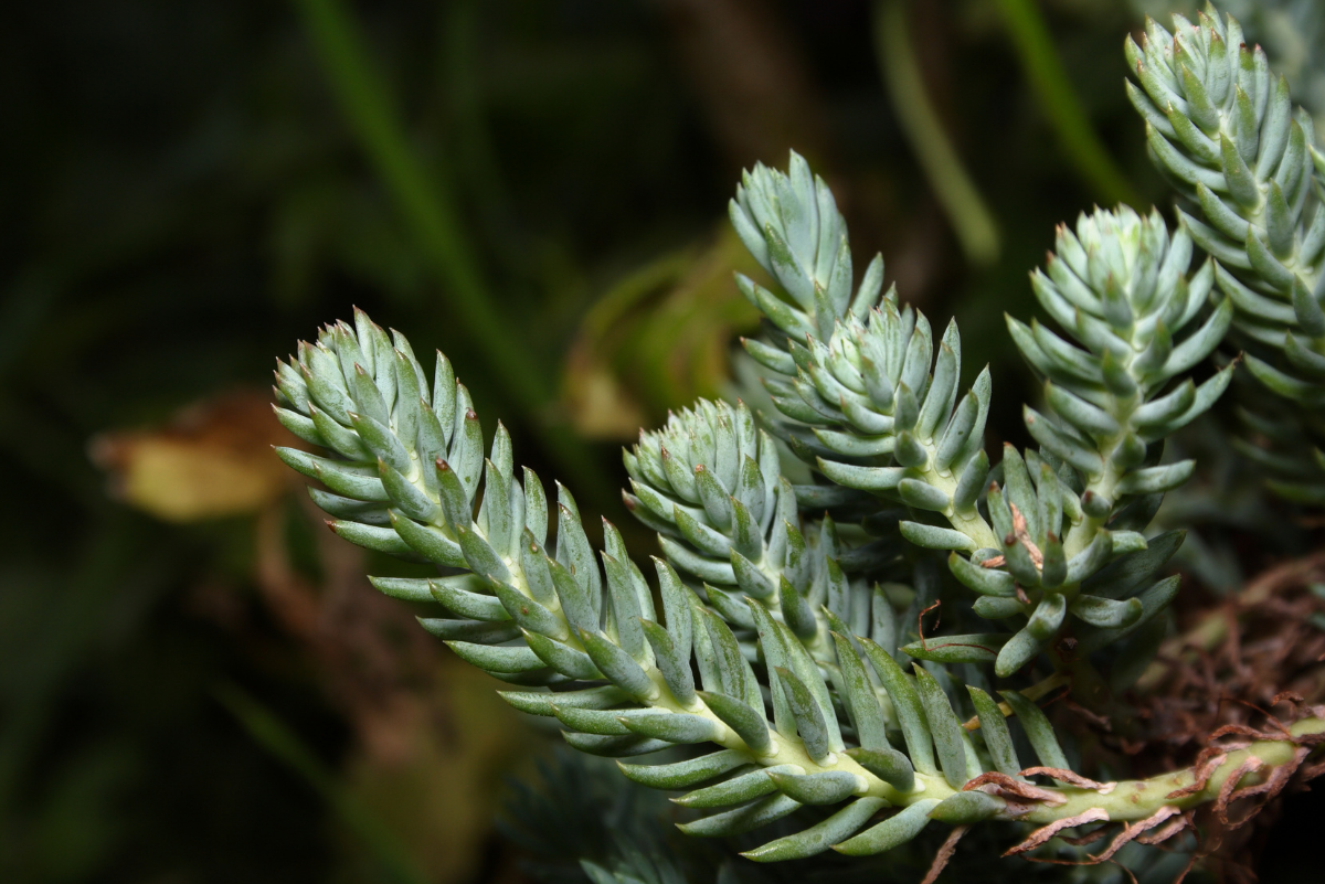 Sedum reflexum blue spruce kaspós gondozása egyszerűen