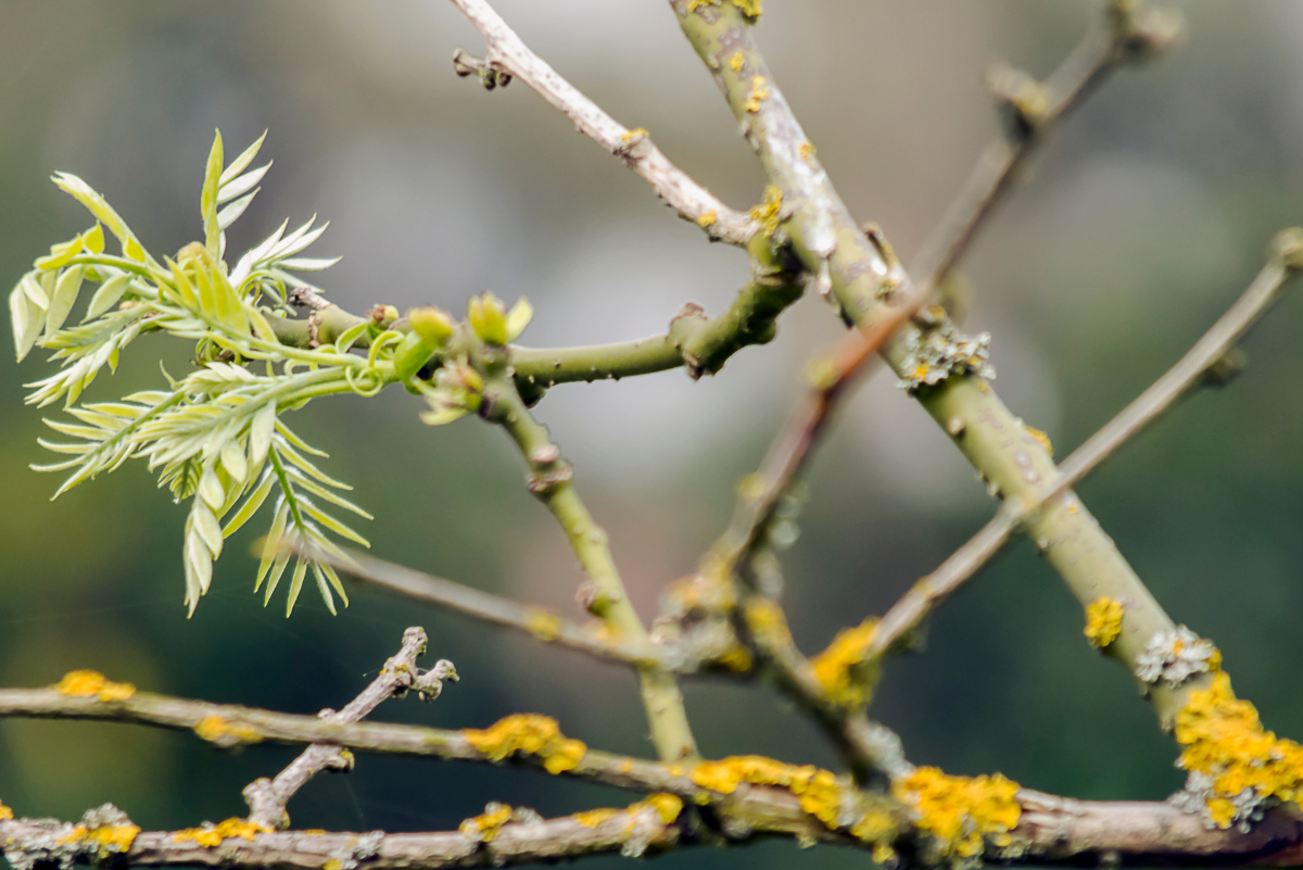 Sophora prostrata little baby kaspós nevelése egyszerűen
