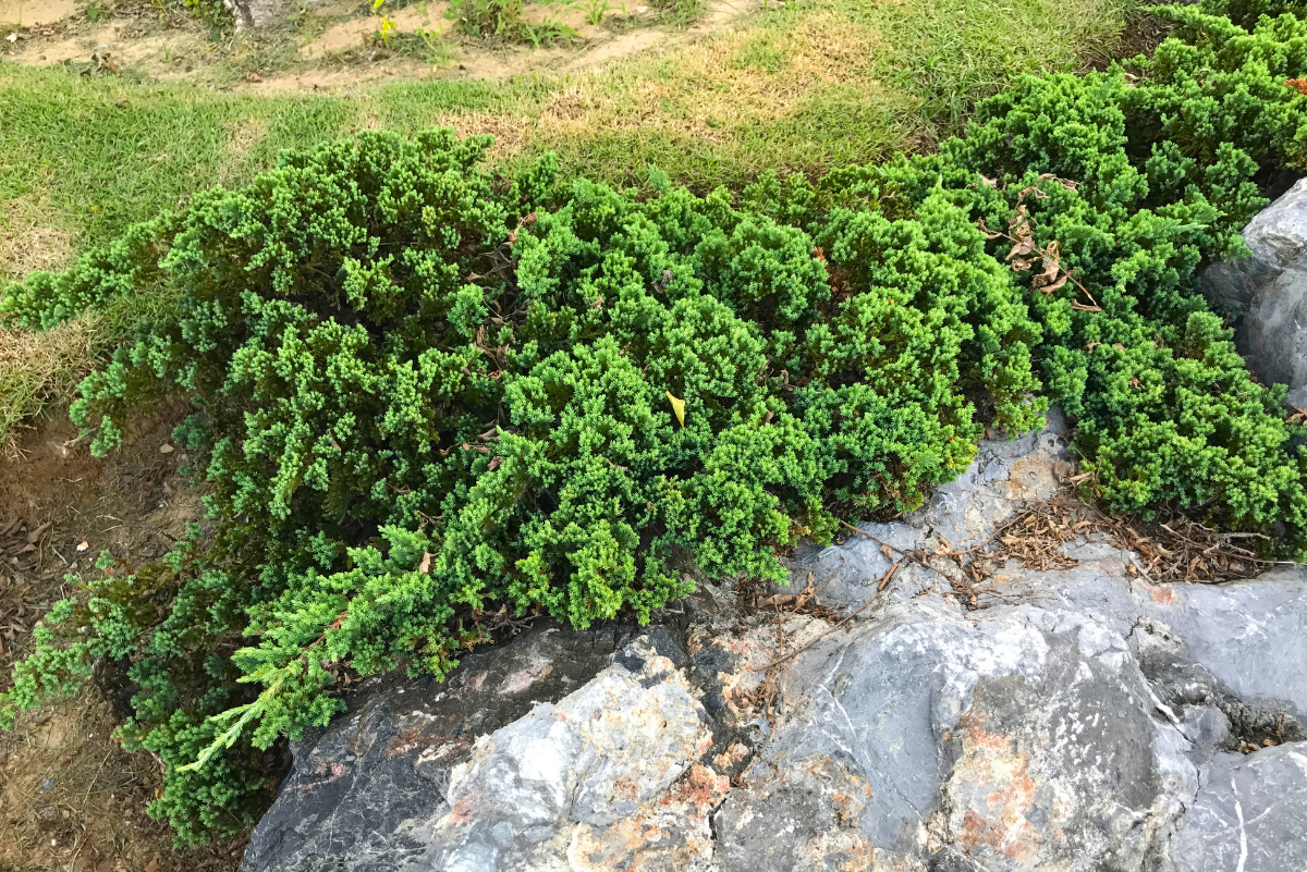 Juniperus communis repanda gondozása kaspóban egyszerűen