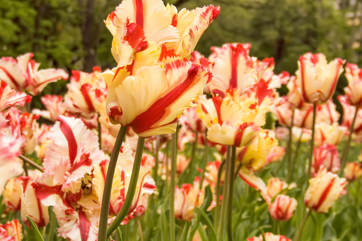 Tarka papagáj tulipán kaspós nevelése egyszerűen