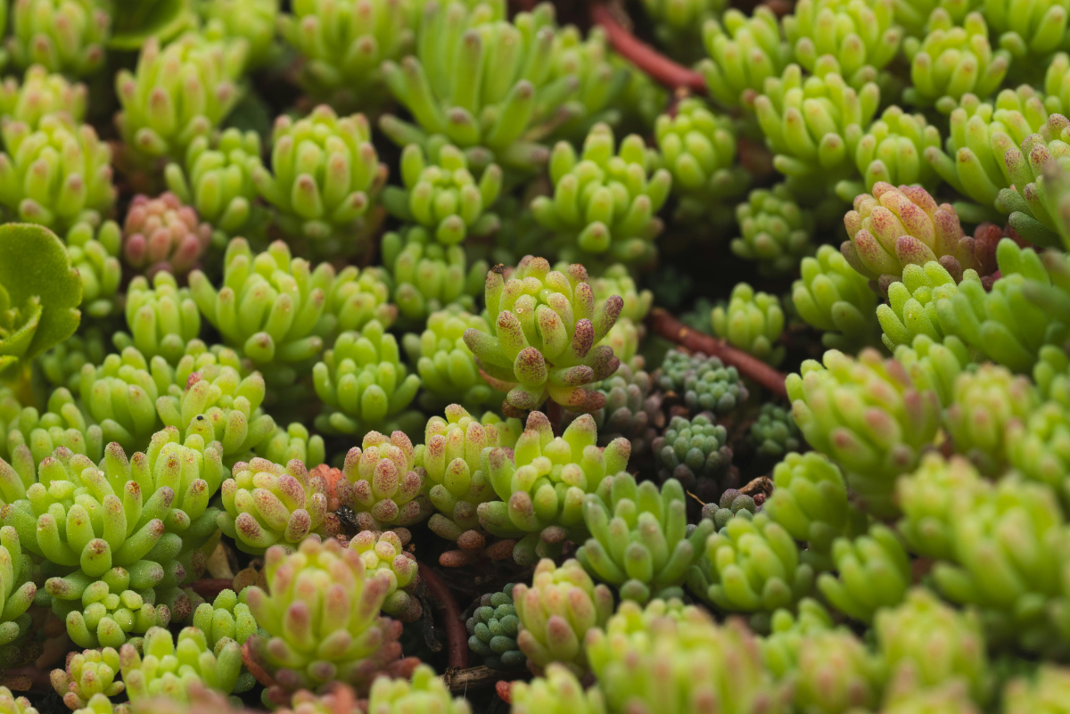 Sedum acre aureum kaspóban: napfénykedvelő, strapabíró varjúháj kezdőknek is