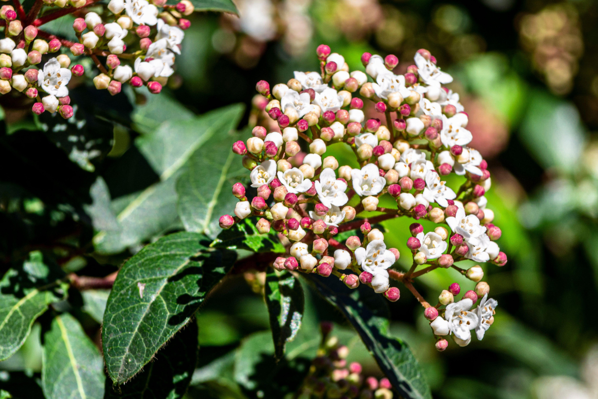 Viburnum tinus eve price gondozása kaspóban egyszerűen
