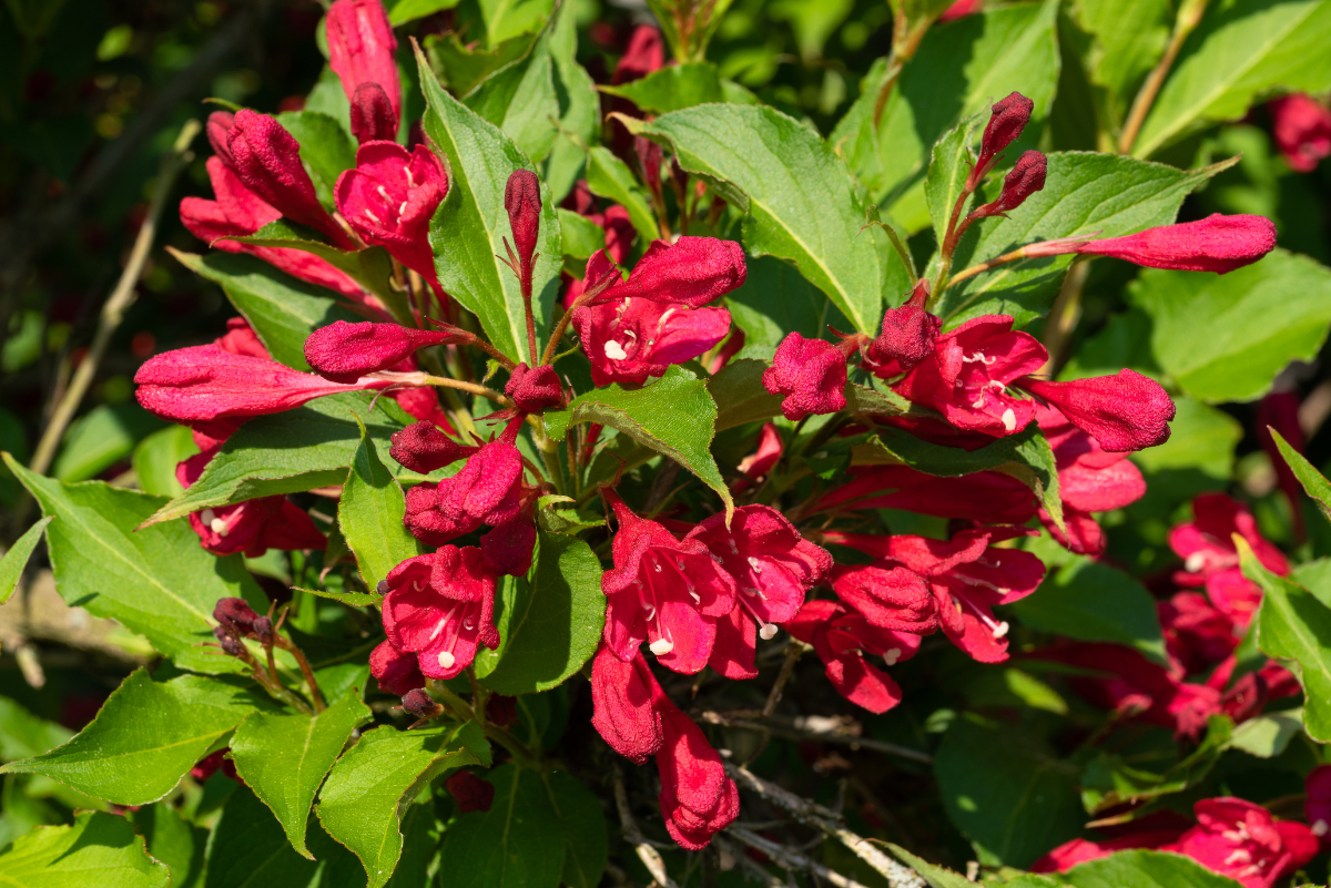 Weigela picobella rosa gondozása kaspóban egyszerűen
